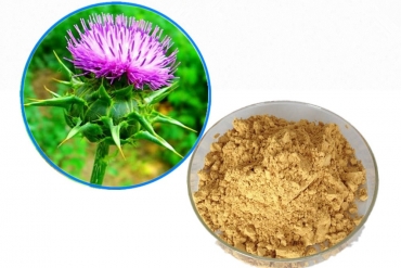 Tinh chất Silymarin bảo vệ lá gan cho bạn - Quà tặng từ thiên nhiên